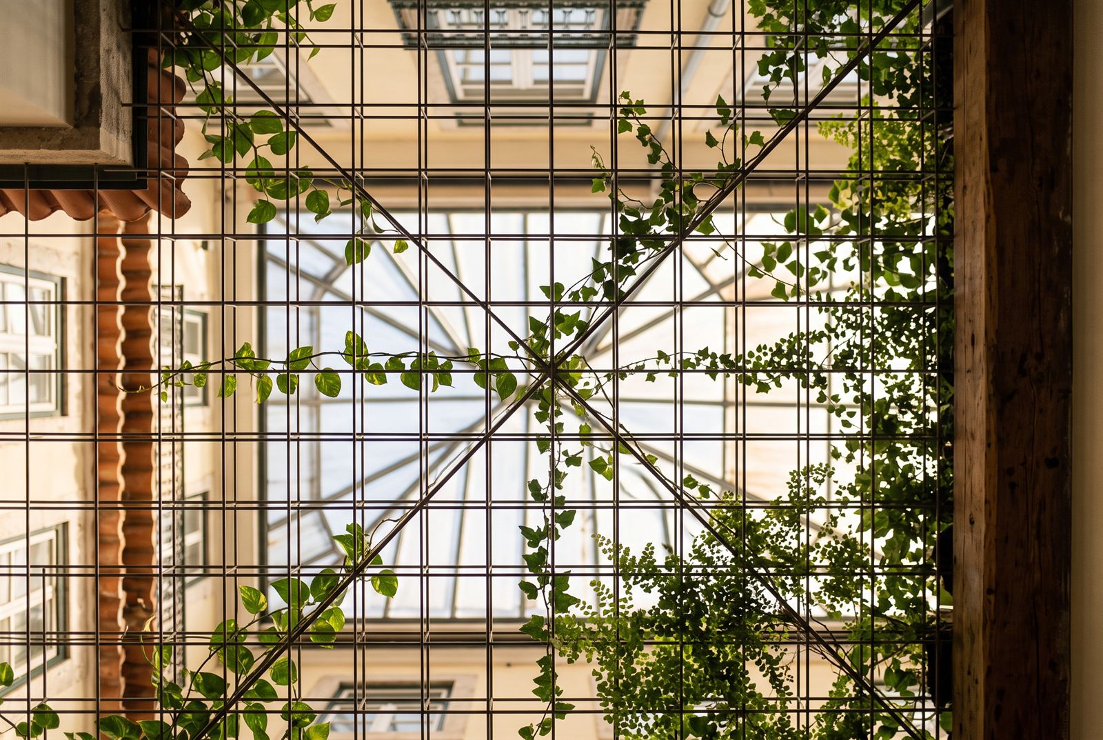 Looking straight up through the black steel trellis grid, vines training across it toward the glazed roof lantern